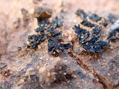 Enchylium coccophorum