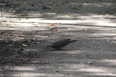 Patagioenas plumbea