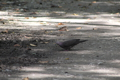 Patagioenas plumbea