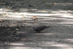 Patagioenas plumbea