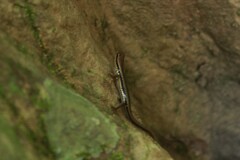 Sphenomorphus maculatus