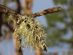 Ramalina farinacea