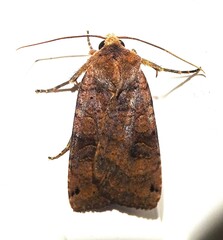 Xestia smithii