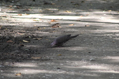 Patagioenas plumbea