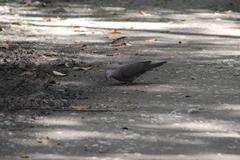 Patagioenas plumbea