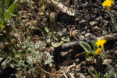 Eriogonum nudum