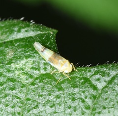 Empoa venusta