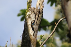 Archaeoprepona demophon