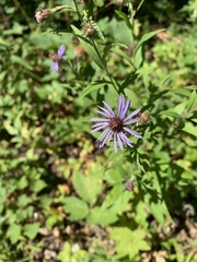 Canadanthus modestus