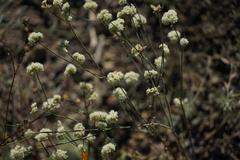 Eriogonum nudum