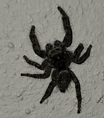 Phidippus asotus