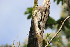 Archaeoprepona demophon