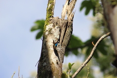 Archaeoprepona demophon