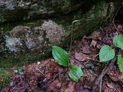 Cypripedium acaule