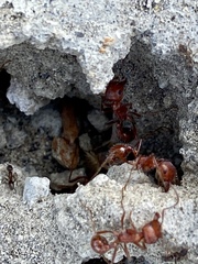 Pogonomyrmex