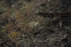 Eriogonum nudum