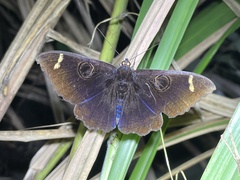 Erebus hieroglyphica