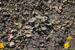 Eriogonum nudum