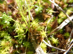 Pseudocrossidium crinitum