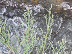 Salicornia