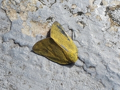 Ricania sublimata