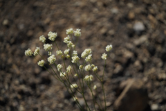 Eriogonum nudum