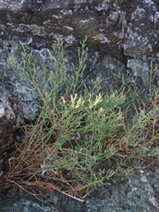 Salicornia