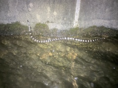 Bungarus multicinctus