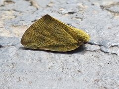 Ricania sublimata