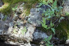 Clematis alpina sibirica