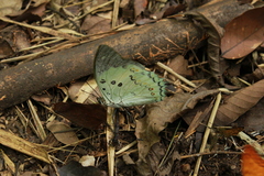 Polyura delphis