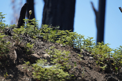 Chamaebatia foliolosa