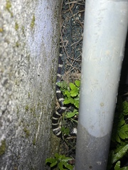 Bungarus multicinctus