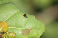 Griburius albilabris