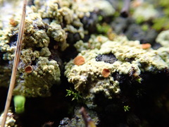 Gyalolechia subbracteata