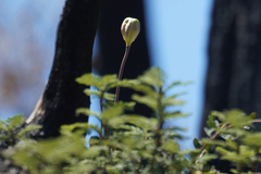Lilium