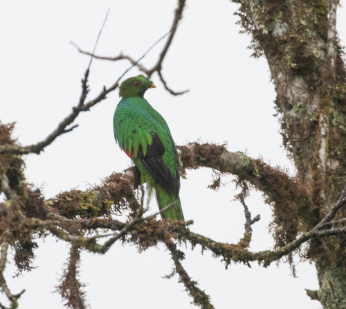 Crested Quetzal (Pharomachrus antisianus), photo 7