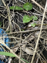 Bungarus multicinctus