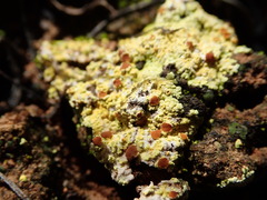 Gyalolechia subbracteata