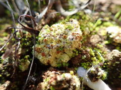 Gyalolechia subbracteata