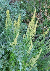 Artemisia douglasiana