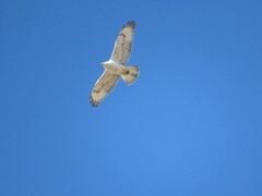 Buteo regalis