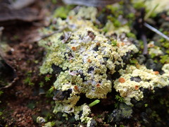 Gyalolechia subbracteata