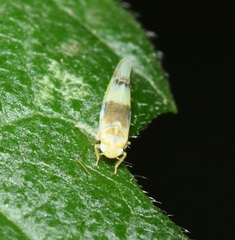 Empoa venusta
