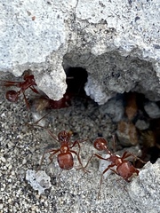 Pogonomyrmex