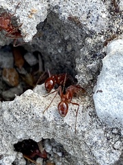 Pogonomyrmex