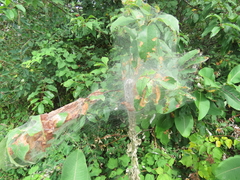 Hyphantria cunea