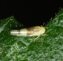 Empoa venusta