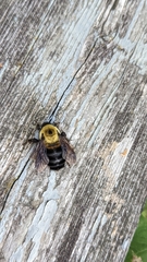 Bombus griseocollis