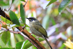 Meliphaga lewinii